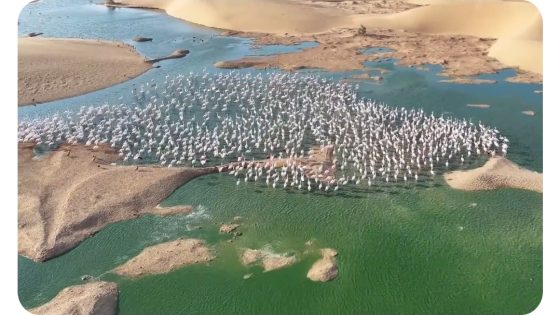 وادي الساقية الحمراء.. جوهرة للتنوع البيولوجي على مشارف الصحراء المغربية