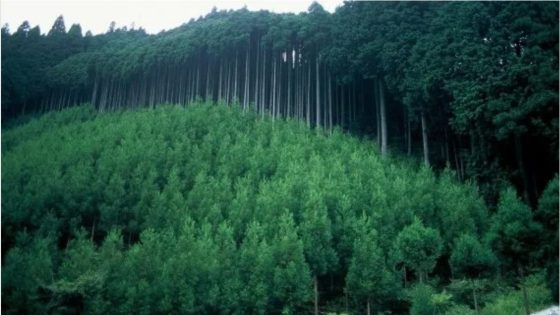 في اليوم الدولي للغابات.. المغرب يعزز تدبيره المستدام بشراكات دولية ورؤية استراتيجية طموحة