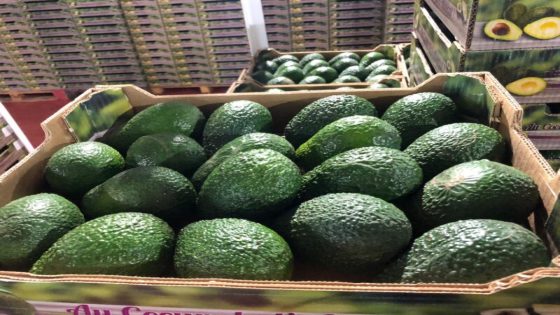تراجع صادرات فاكهة الأفوكا خلال الموسم الفلاحي الحالي