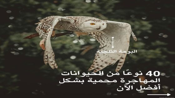 اتفاقية CMS تعزز حماية الأنواع المهاجرة في خطوة عالمية لحماية التنوع البيولوجي