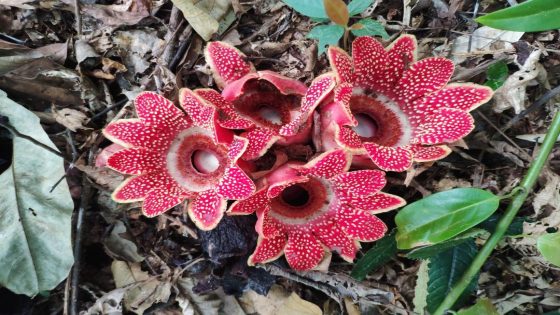 زهرة الأشباح كائن نادر بين الغموض والدلالة البيئية