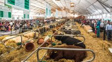 مكناس..انطلاق فعاليات معرض الفلاحة غدا تحت شعار استدامة الإنتاج الحيواني والسيادة الغذائية