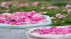الورد العطري.. إنتاج المغرب يقترب من 5 آلاف طن سنة 2026
