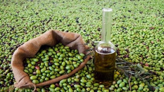 المغرب ينتقل من المرتبة العاشرة إلى الرابعة في سوق زيت الزيتون بإسبانيا خلال 2026