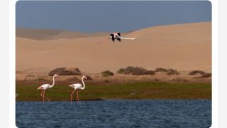 التنوع البيولوجي: ثروة المغرب الصامتة 