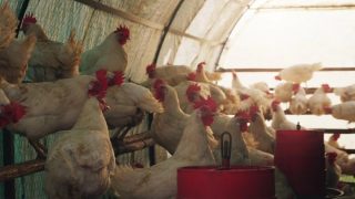 عندما ينهار سعر الدجاج.. من الرابح ومن الخاسر؟