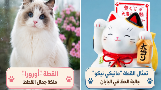 كيف أصبحت القطط من أكثر الحيوانات الأليفة انتشارا في العالم؟