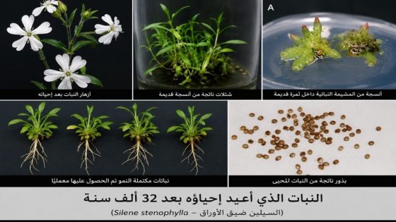 نباتات تتحدى الزمن وتعود إلى الحياة بعد قرون من السكون