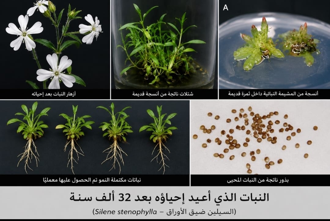 نباتات تتحدى الزمن وتعود إلى الحياة بعد قرون من السكون